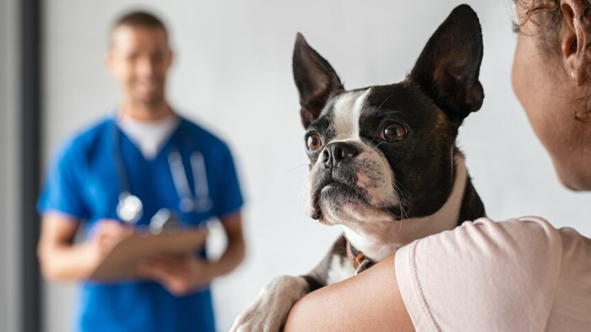 A pet-friendly rehab that allows patients to bring their pets with them to treatment